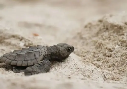 Liberan a primeras 200 crías de tortuga al mar