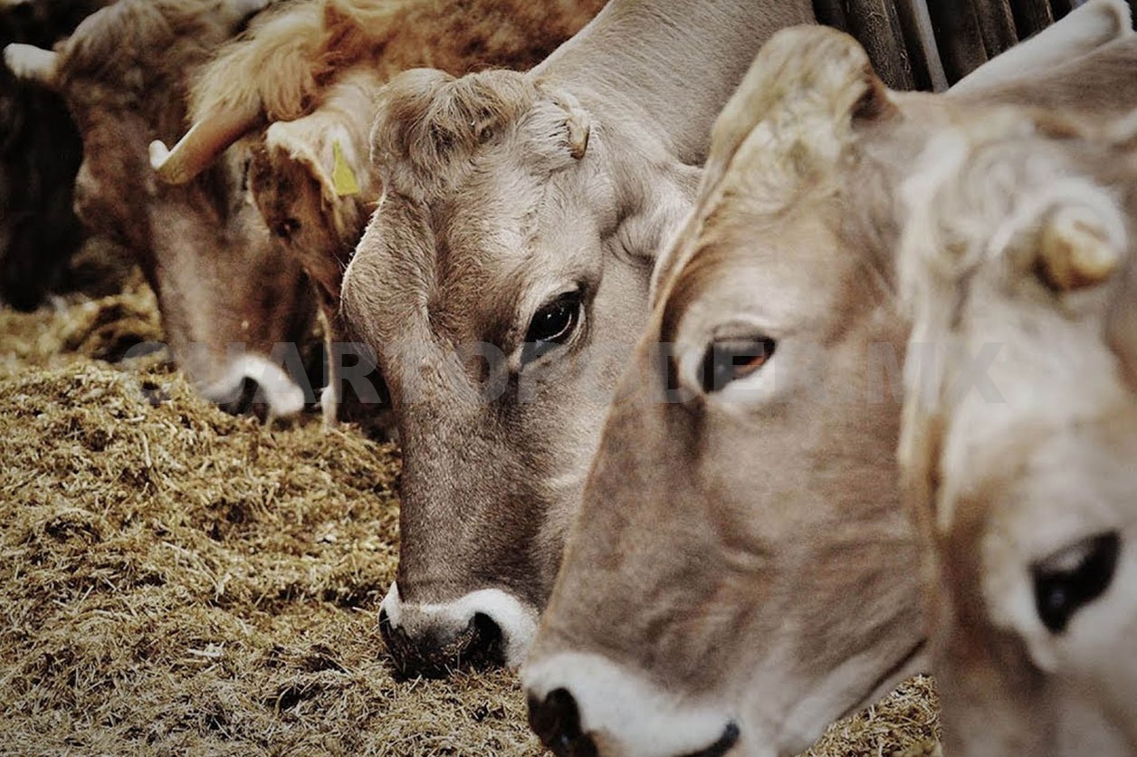 Piden protección a animales silvestres y de granjas