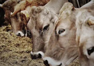 Piden protección a animales silvestres y de granjas