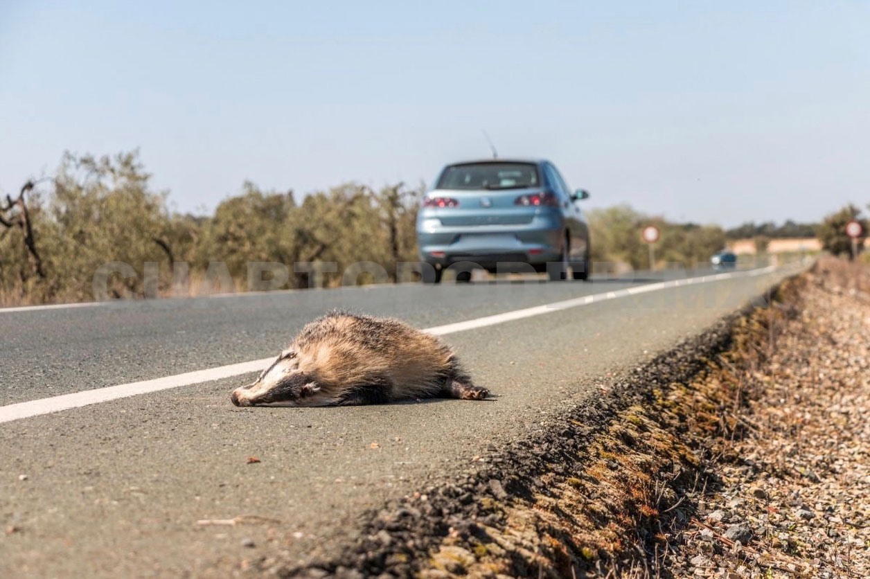Carreteras, una trampa mortal para la fauna