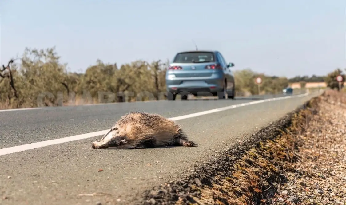 Los animales son atropellados en las carreteras. Diego Pérez / CP