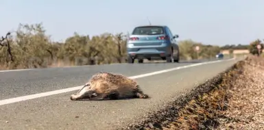 Carreteras, una trampa mortal para la fauna