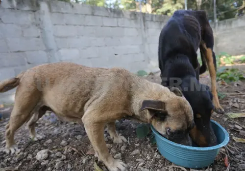 Piden dar agua y comida a perros de la calle