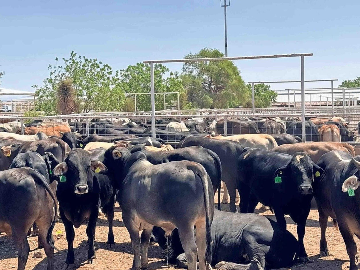 Listas 70 mil cabezas de ganado para cruzar a EU