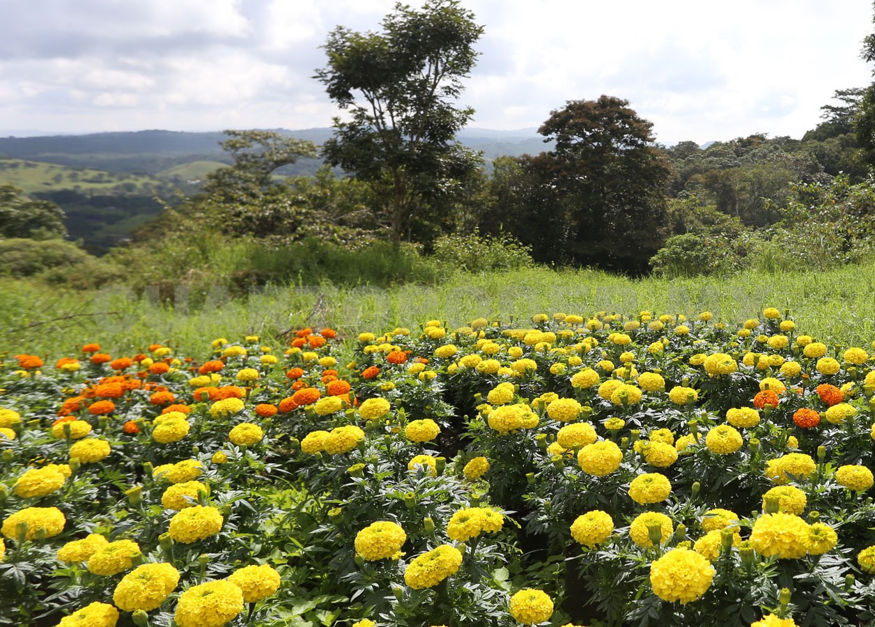 Desigualdad de género en TUAS de Chiapas