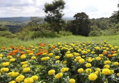 Desigualdad de género en TUAS de Chiapas