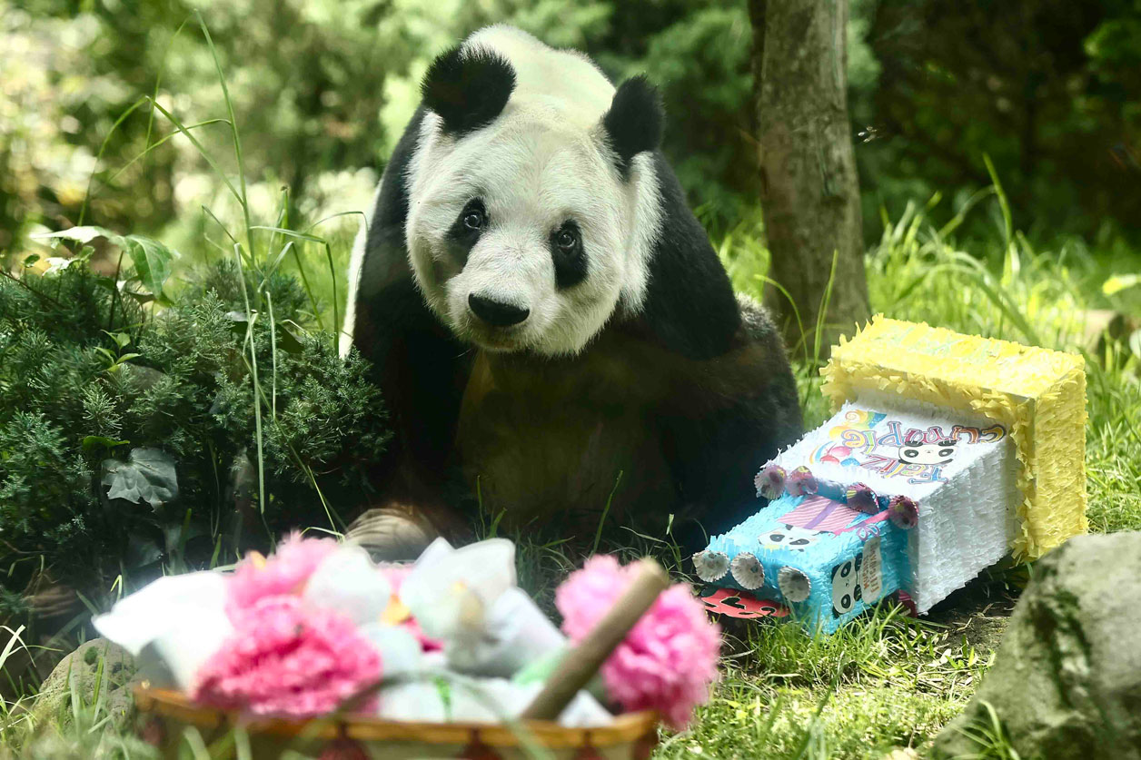 Xin Xin, la última panda chilanga