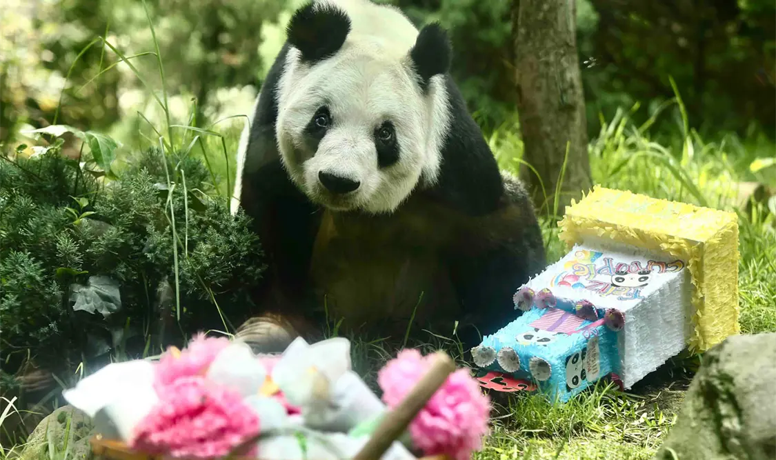 Xin Xin, la última panda chilanga