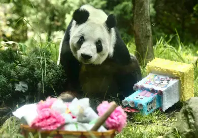 Xin Xin, la última panda chilanga