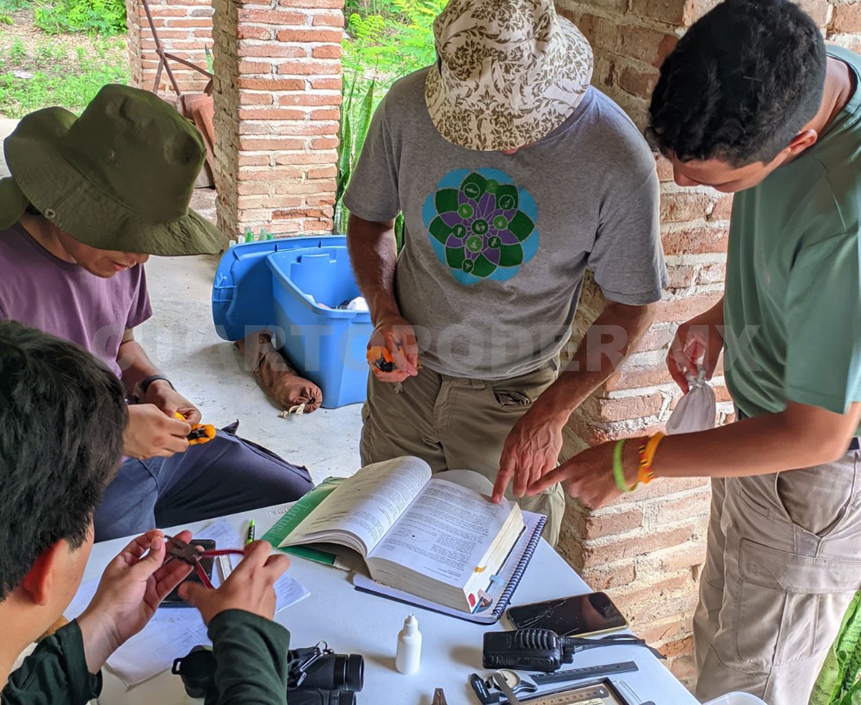 Al menos 700 tipos de aves habitan en Chiapas
