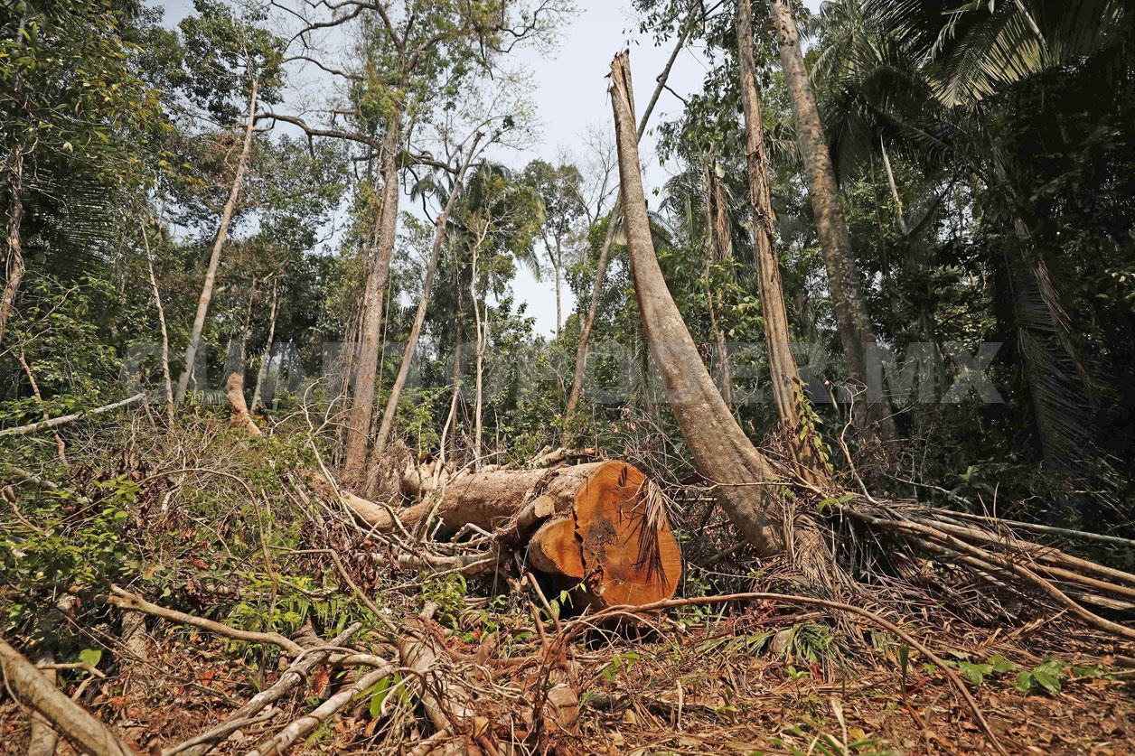 Más de 350 mil áreas aniquiladas en Chiapas