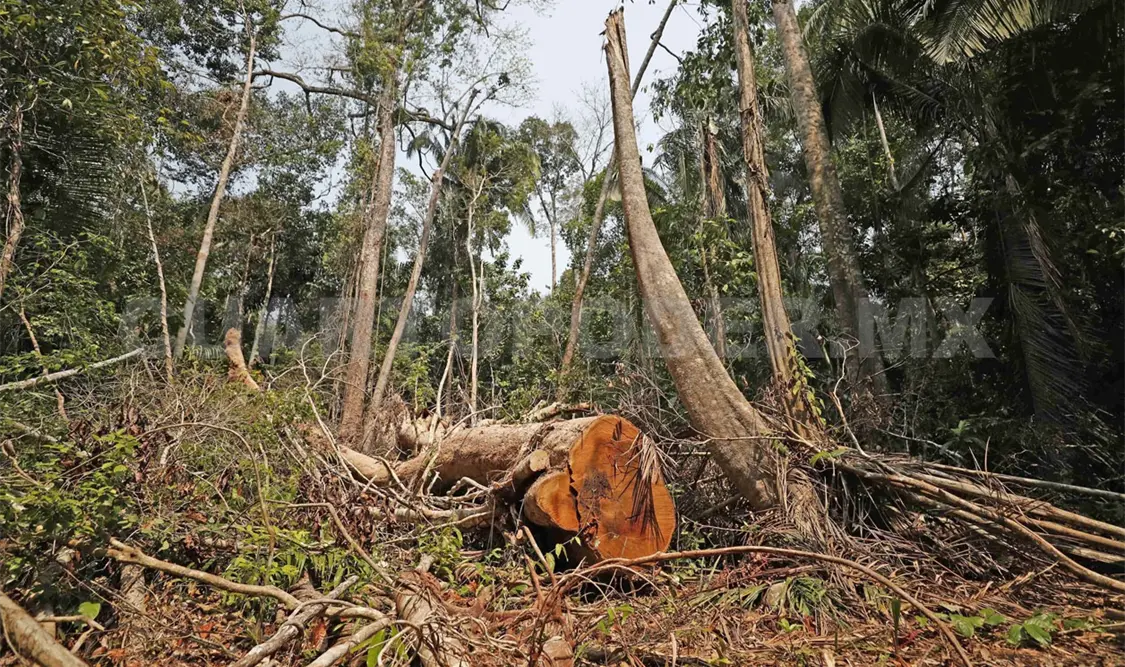La deforestación contribuye a efectos del cambio climático. Diego Pérez / CP