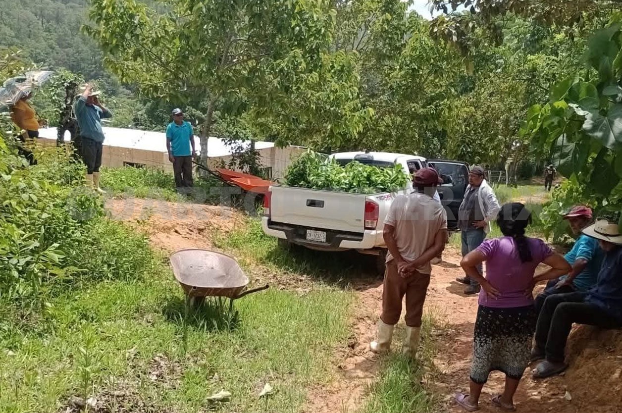 Entregan plantas para restaurar a La Sepultura