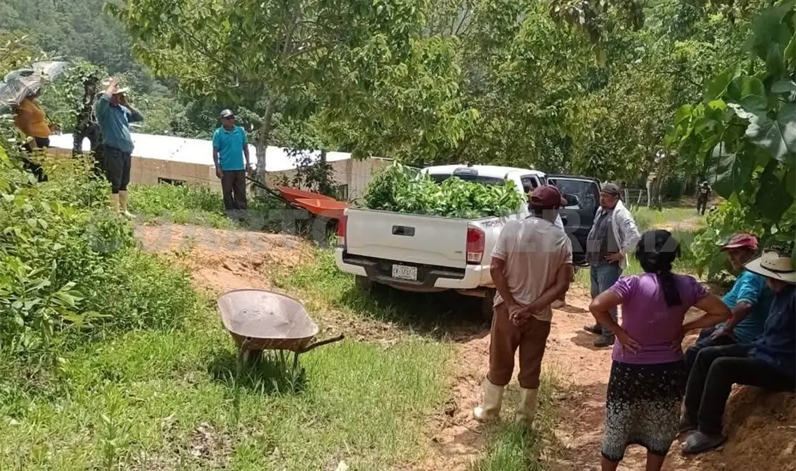 Se llevó a cabo la entrega de miles de plantas. Carlos López / CP