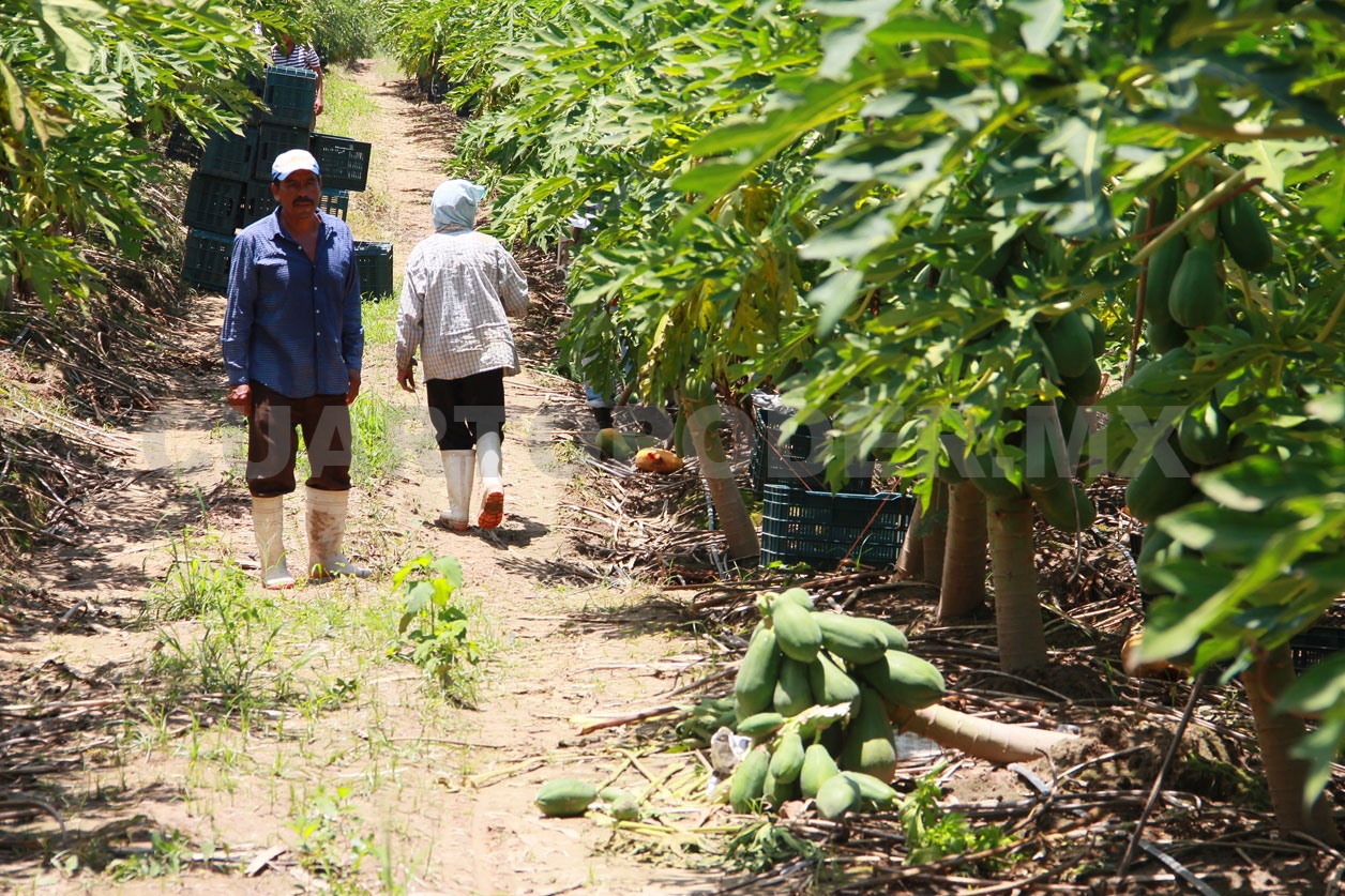 IA transforma la agricultura