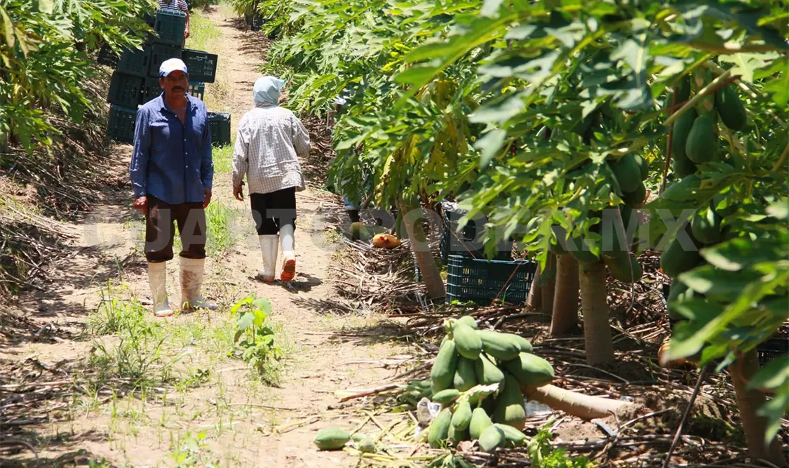 Se presentan avances importantes para el campo chiapaneco. Carlos López / CP