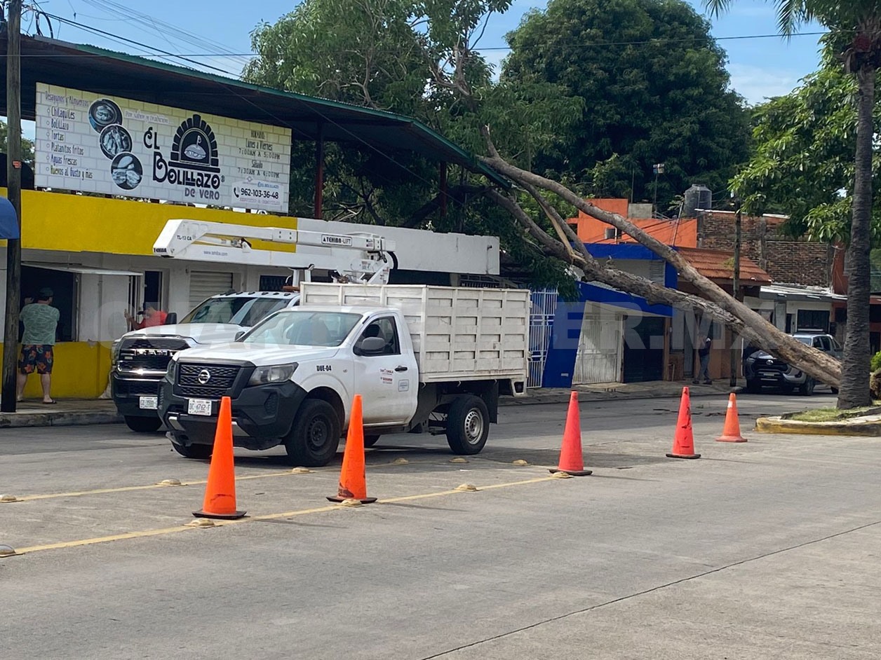 Lluvias y vientos tiran árboles sobre viviendas