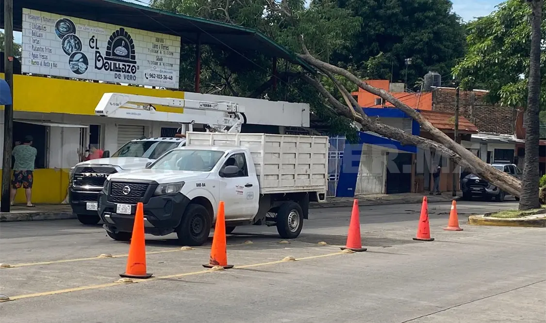 Un árbol cayó sobre dos viviendas sobre la avenida Las Palmas, a la entrada de la colonia Los Laureles, al oriente de Tapachula. Víctor Sánchez / CP