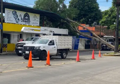 Lluvias y vientos tiran árboles sobre viviendas