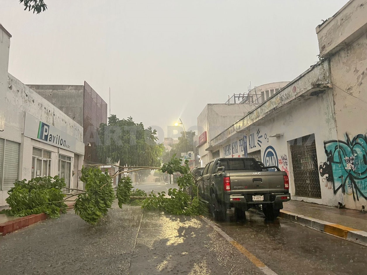 Lluvia derriba árbol en el Centro