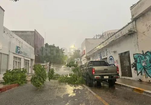 Lluvia derriba árbol en el Centro