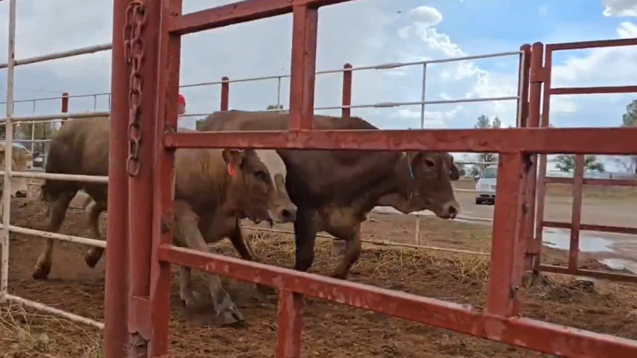 Cruzan a EE. UU. 900 cabezas de ganado 