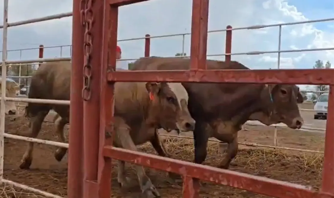 Cruzaron las primeras cabezas de ganado mexicano hacia Estados Unidos. Cortesía