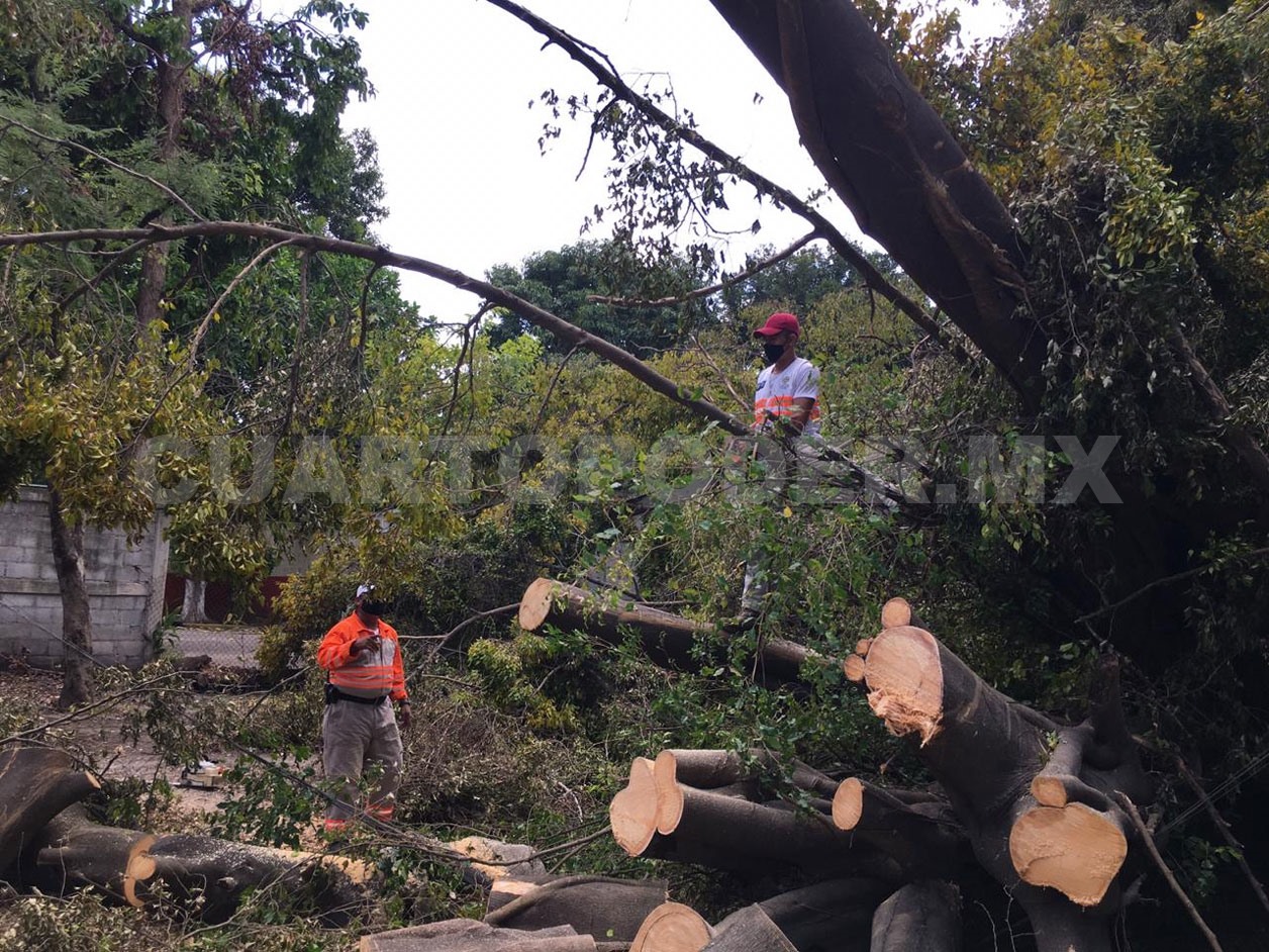 Retiran más de 400 árboles en la capital
