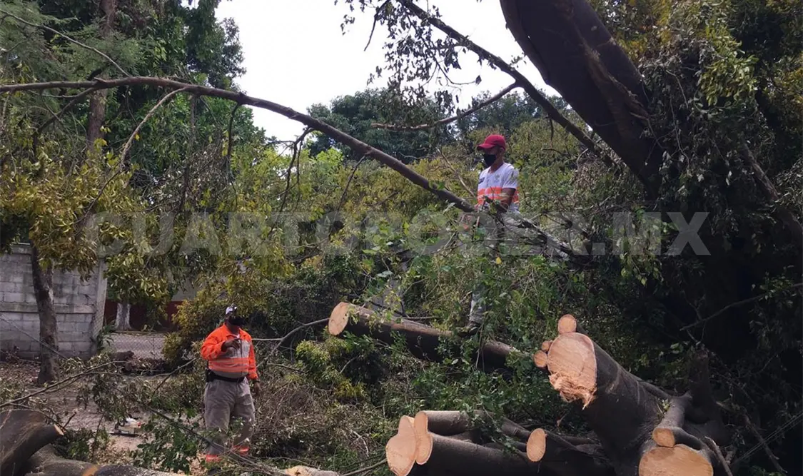 Antes de ser retirados, los árboles deben ser evaluados por la Secretaría de Medio Ambiente y Movilidad Urbana. Diego Pérez / CP
