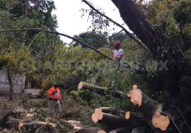 Retiran más de 400 árboles en la capital