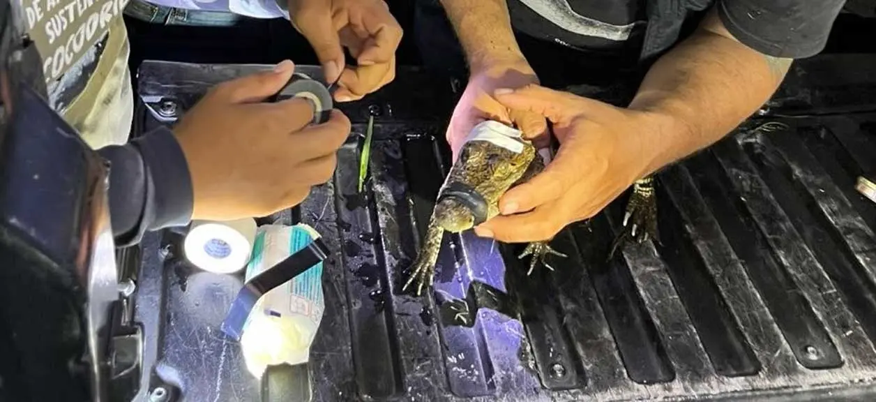 Comaffas brindó la atención veterinaria en campo para realizarle la curación correspondiente. Cortesía