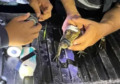 Lamentan falta de respeto a la fauna silvestre