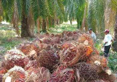 Desconocen a representantes ilegítimos de palma de aceite