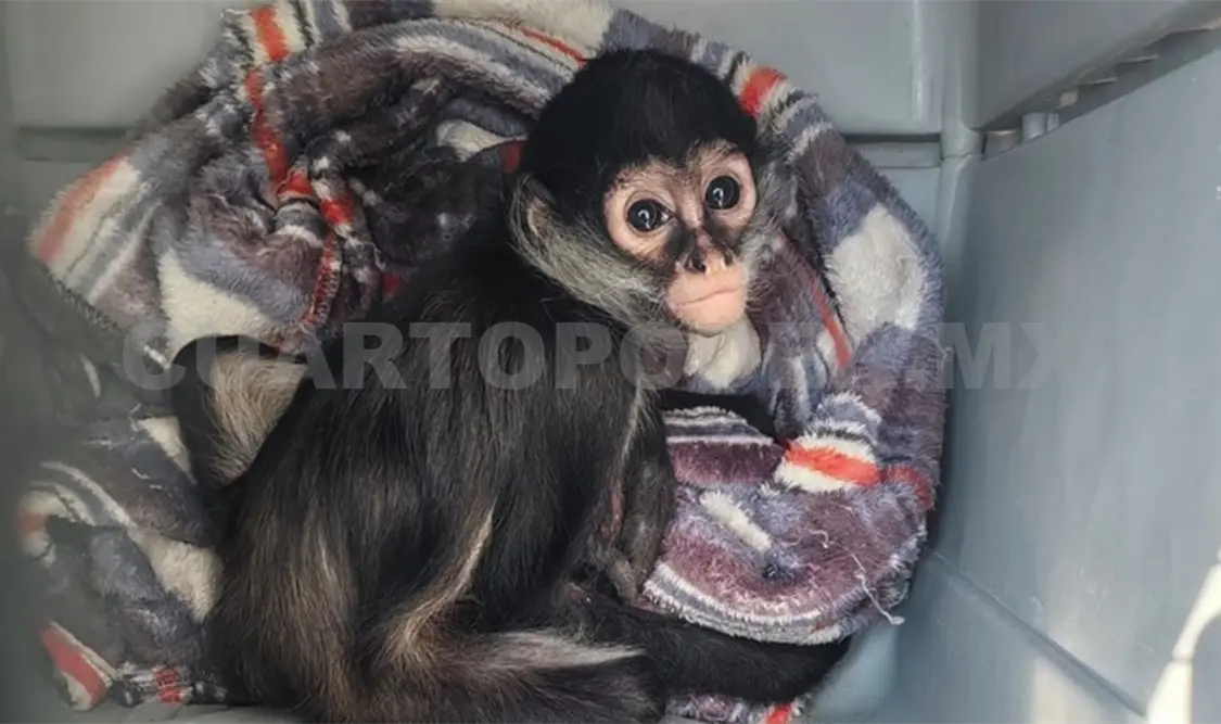 Para capturar una sola cría, se puede llegar a sacrificar tropas completas de hasta 15 monos adultos. CP