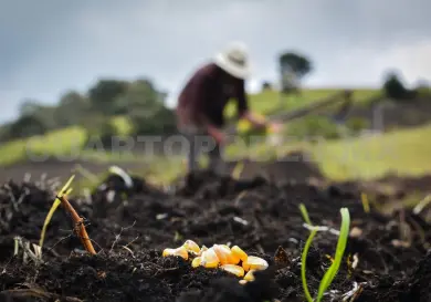Exceso de fertilizantes genera contaminación ambiental