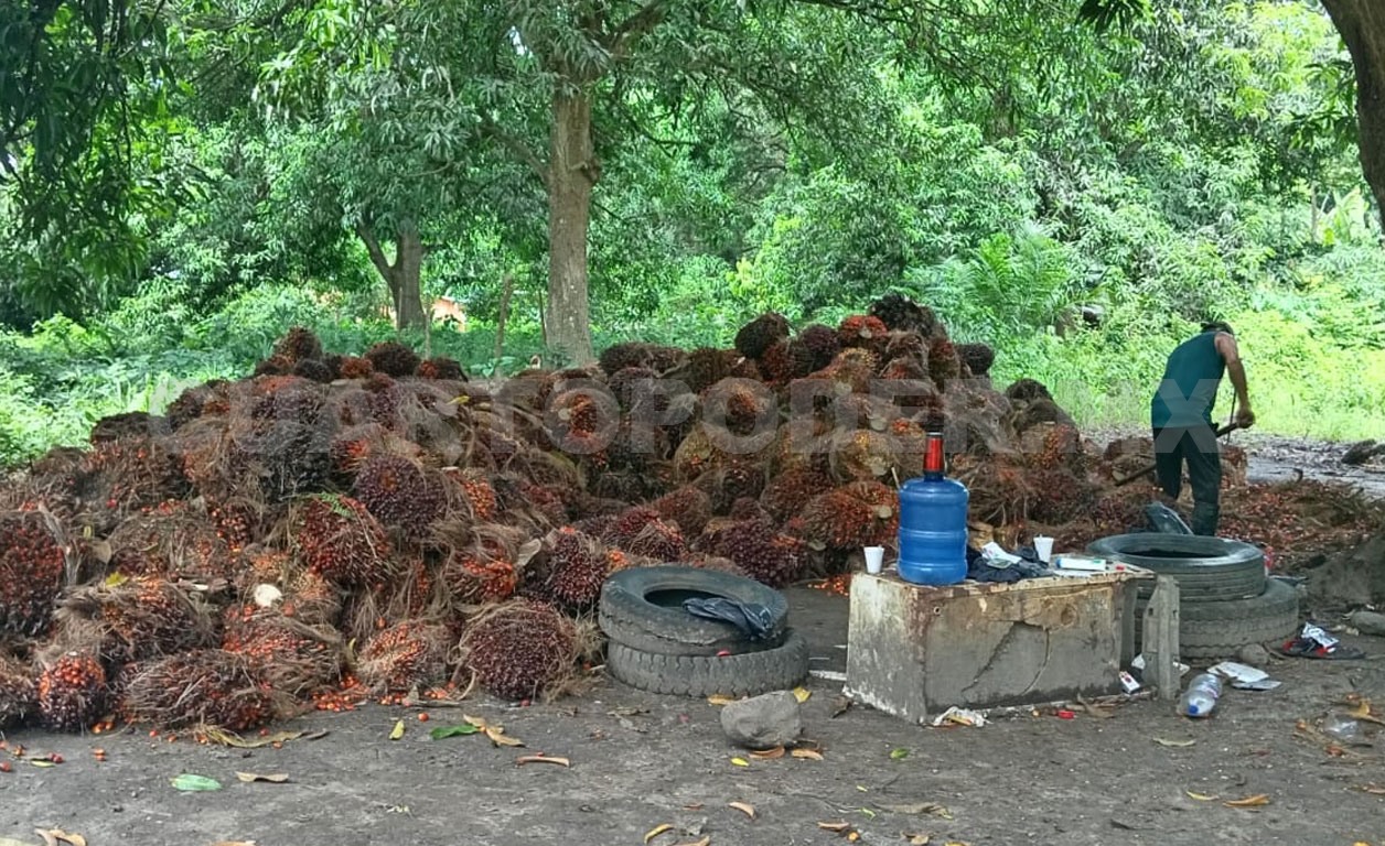 Falta de mercado afecta a productores de palma