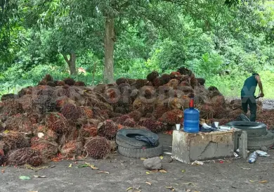 Falta de mercado afecta a productores de palma