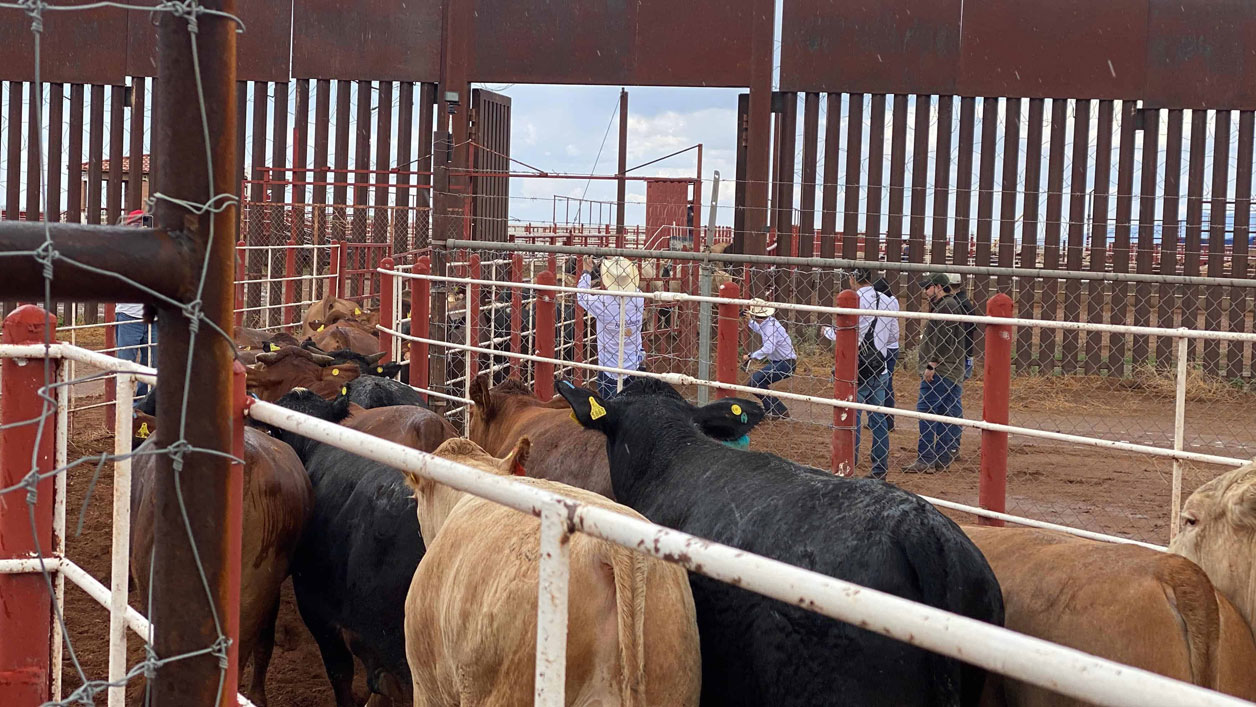 Casos de gusano barrenador se mantienen a la baja