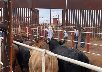 Casos de gusano barrenador se mantienen a la baja