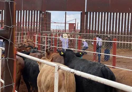 Casos de gusano barrenador se mantienen a la baja