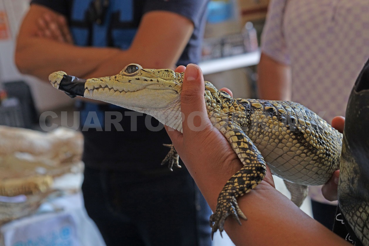 Advierten por presencia de fauna silvestre en hogares