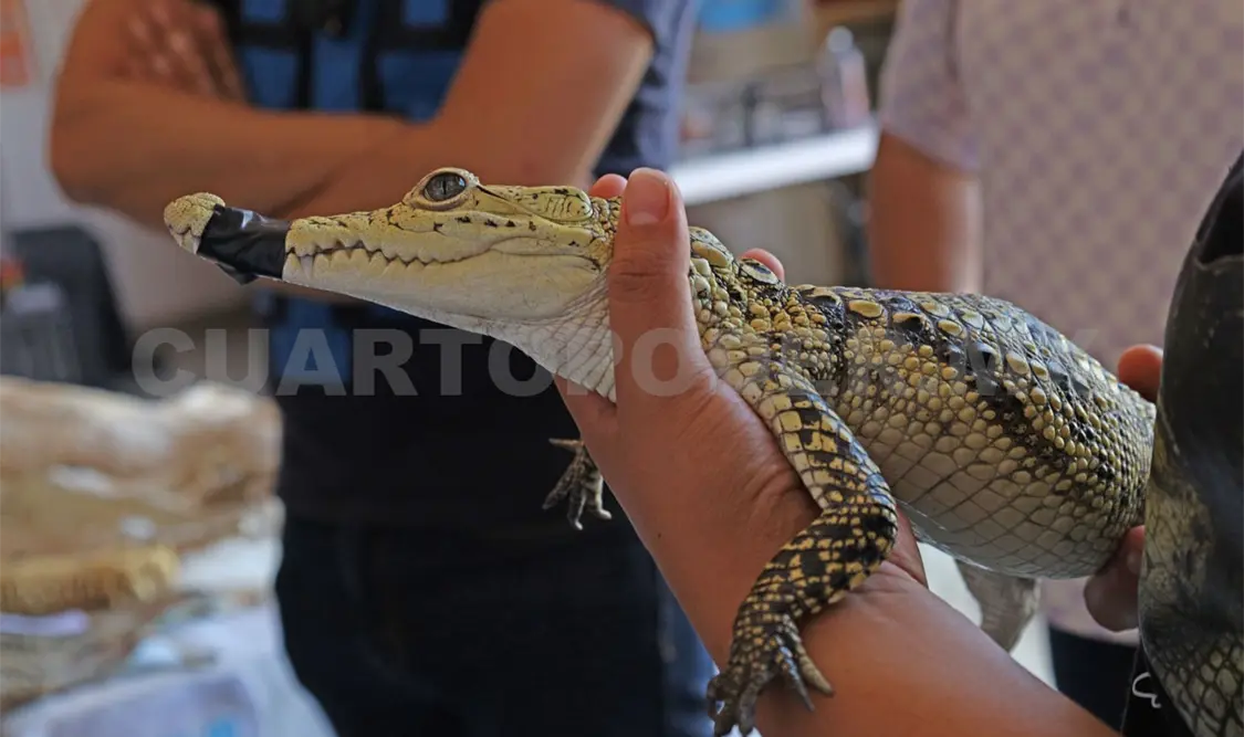 Protección Civil realiza protocolos para su resguardo y reubicación. Carlos López / CP