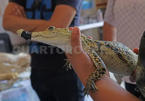 Advierten por presencia de fauna silvestre en hogares