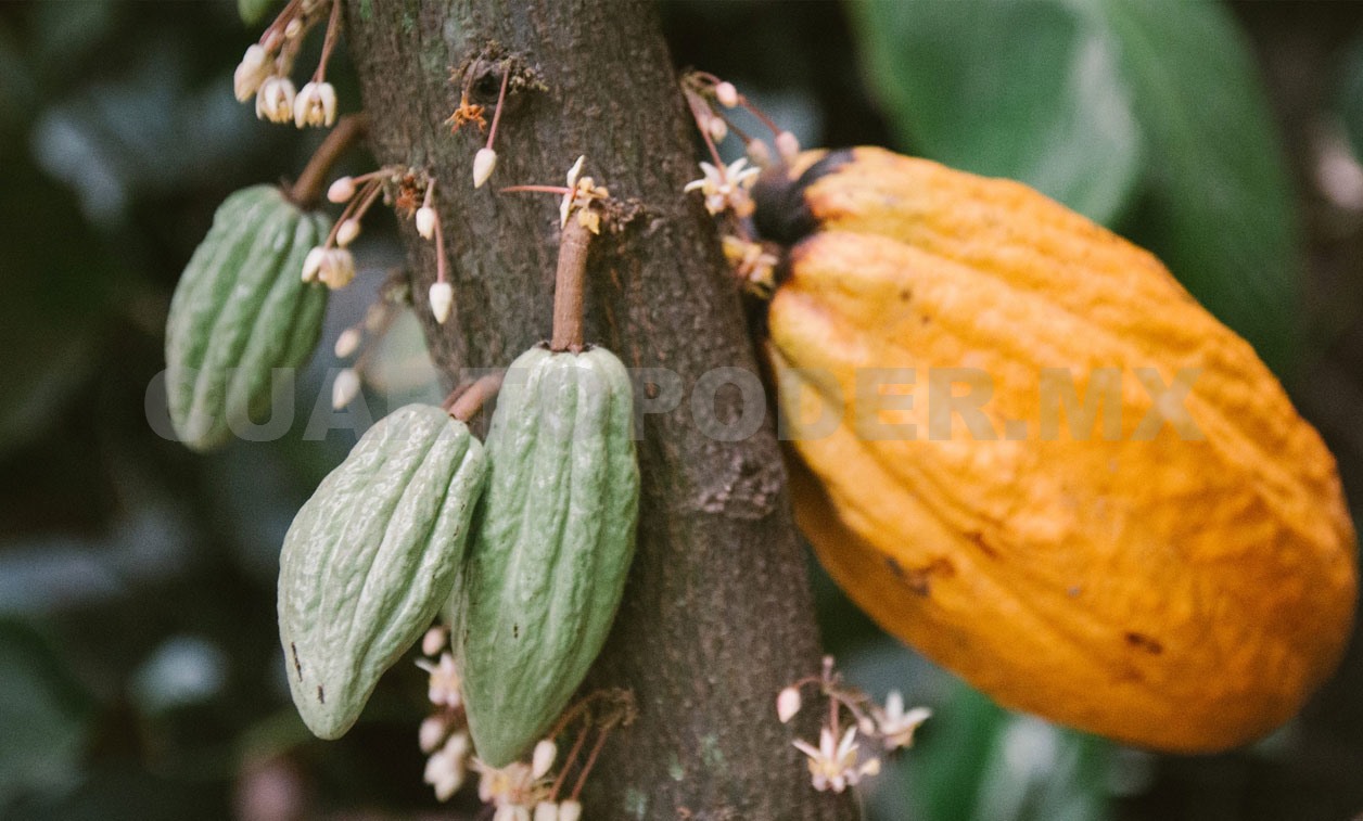 Chocolate del Bienestar incluye cacao chiapaneco