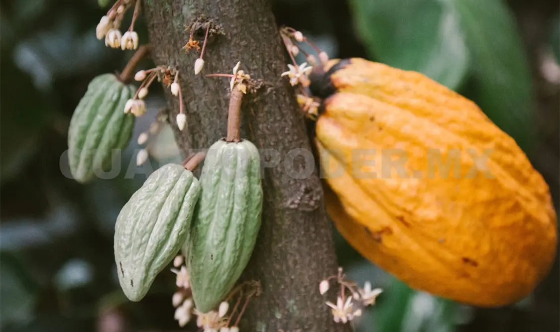 La producción de cacao en Chiapas ha sido buena, pero en los últimos años ha crecido. Diego Pérez / CP