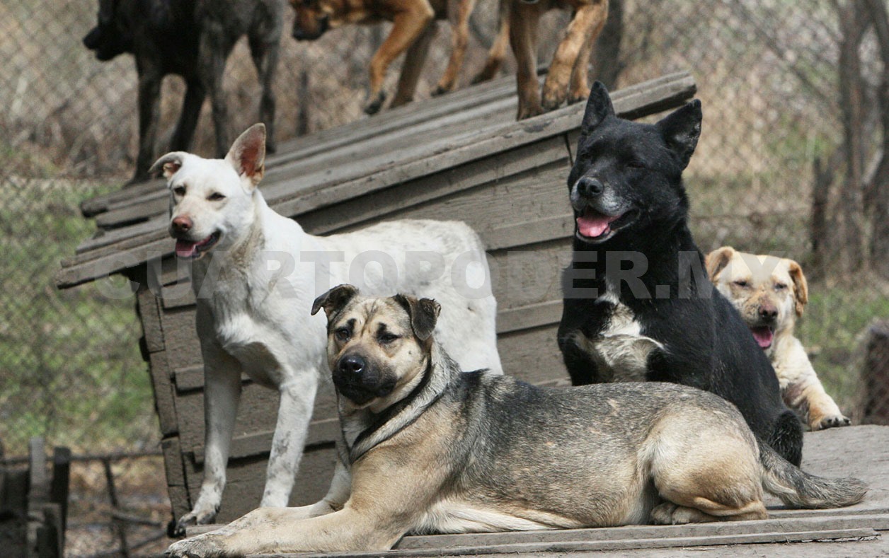Urge jornada estatal de esterilización
