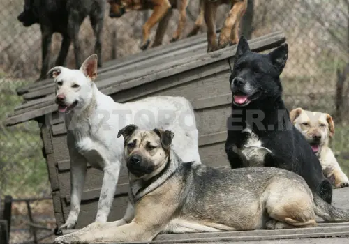 Urge jornada estatal de esterilización
