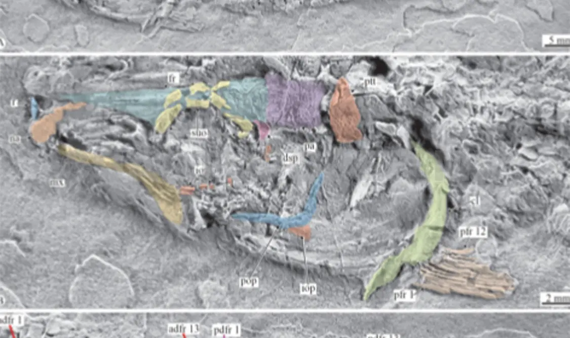 Los fósiles son muy antiguos. Diego López / CP