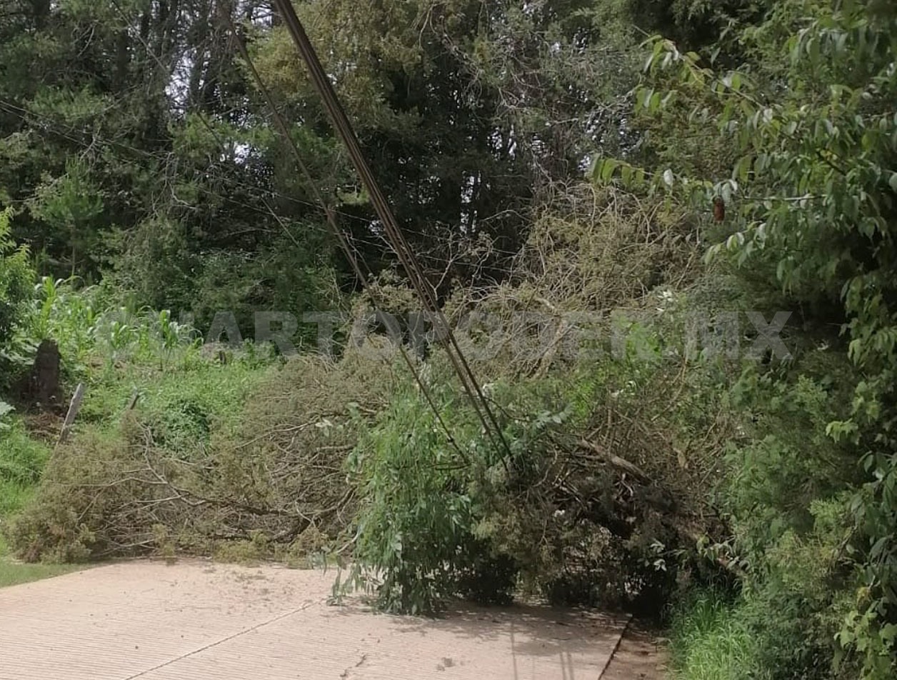 Cae árbol y bloquea carretera