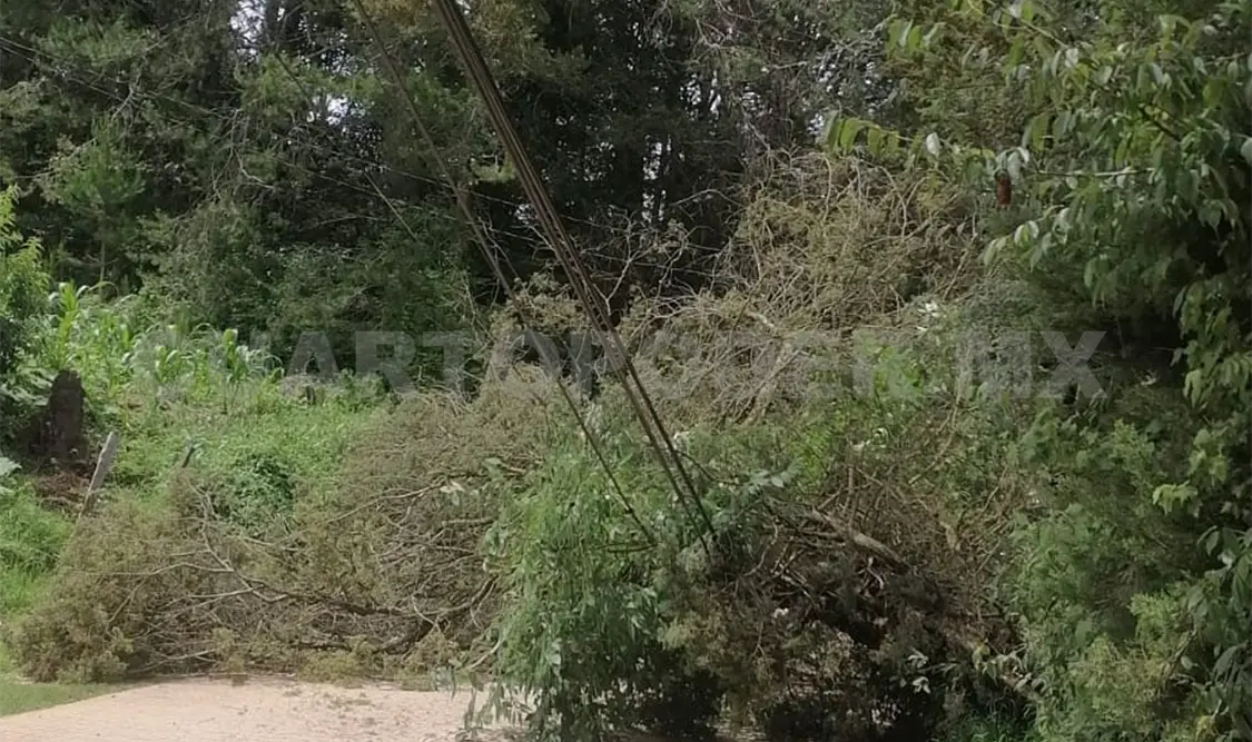 Cae árbol y bloquea carretera